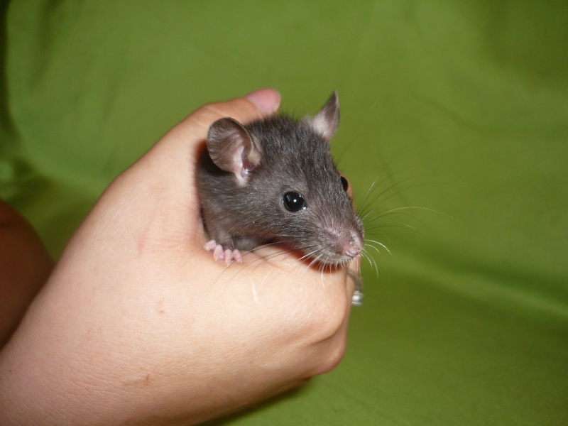 [Urgent] rats à adopter (mâles et femelles) F1c10