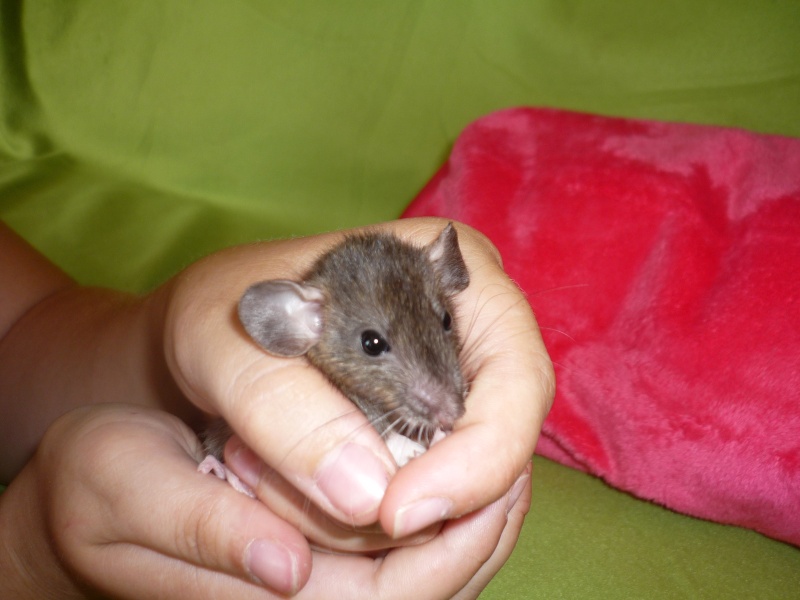 [Urgent] rats à adopter (mâles et femelles) F2b10