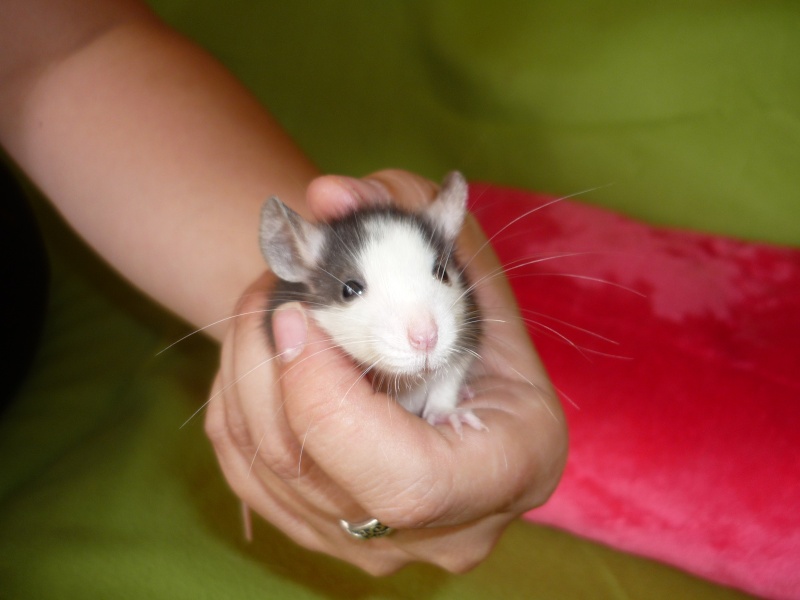 [Urgent] rats à adopter (mâles et femelles) F8b10