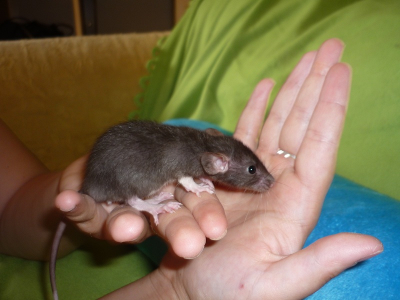 [Urgent] rats à adopter (mâles et femelles) M110