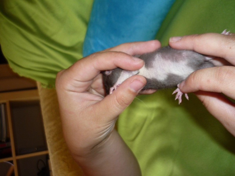 [Urgent] rats à adopter (mâles et femelles) M1b10
