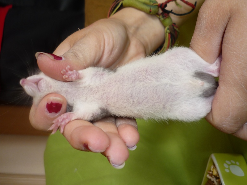 [Urgent] rats à adopter (mâles et femelles) M4b11