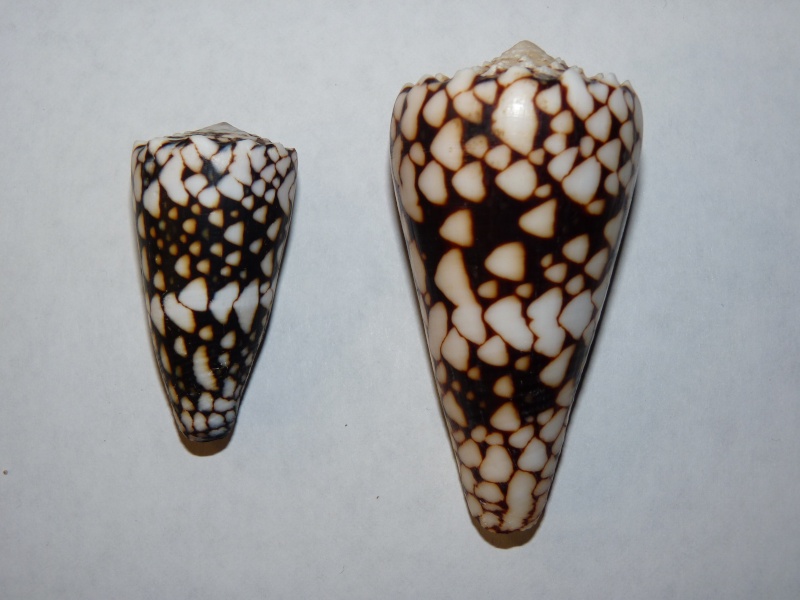 Conus (Conus) vidua  vidua (Reeve, 1843) Bandan20