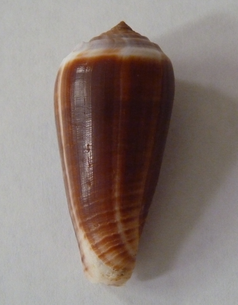 Conus (Phasmoconus) radiatus   Gmelin, 1791 Radiat10