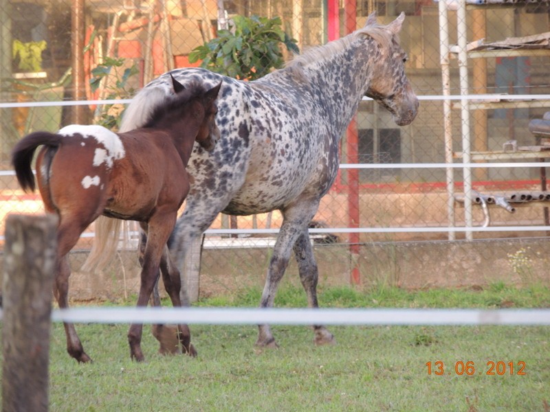 Mes chevaux, un mélange d'un peu tout le monde! 29710