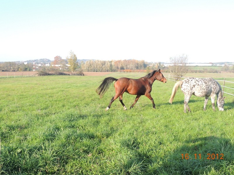 Mes chevaux, un mélange d'un peu tout le monde! - Page 2 Groupe16