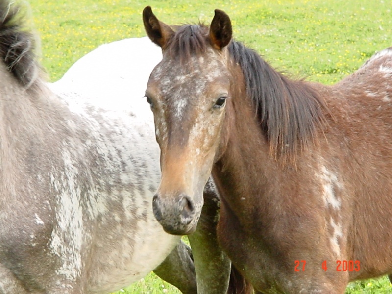 Géne, spot robe et génètique appaloosa ! Opium_13