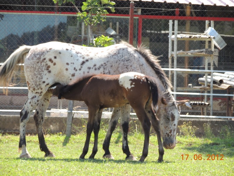 Mes chevaux, un mélange d'un peu tout le monde! Quarin53