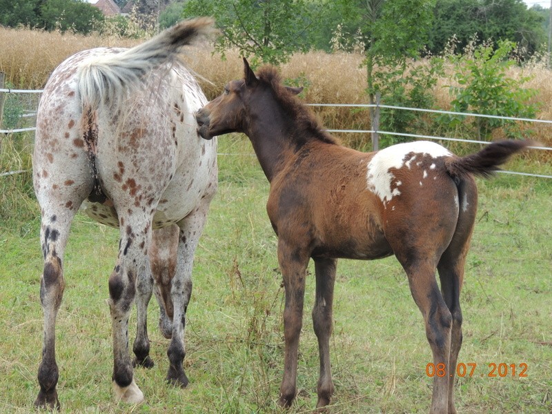 Mes chevaux, un mélange d'un peu tout le monde! Quarin58