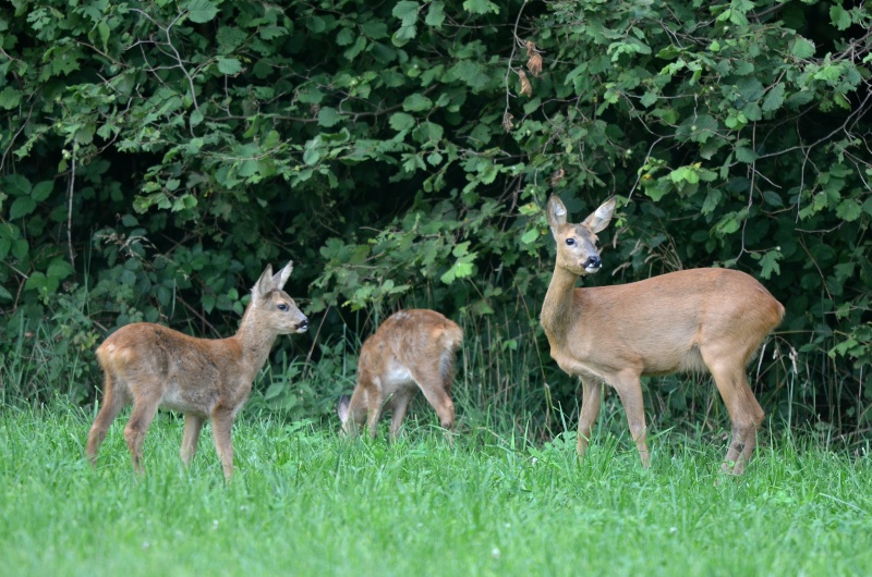 Photo de famille! Dsc_7511