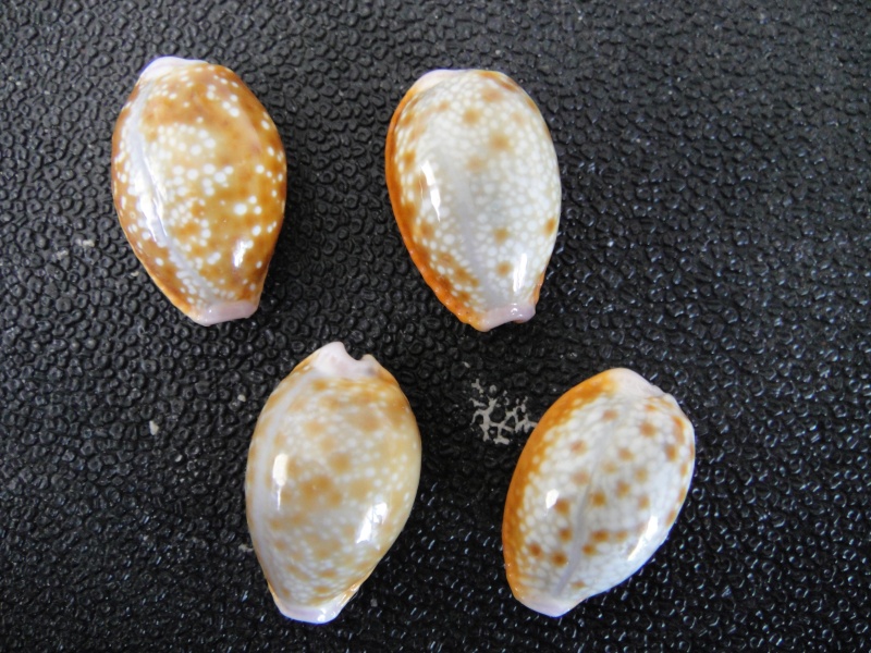 Naria helvola helvola (Linnaeus, 1758) 001_210
