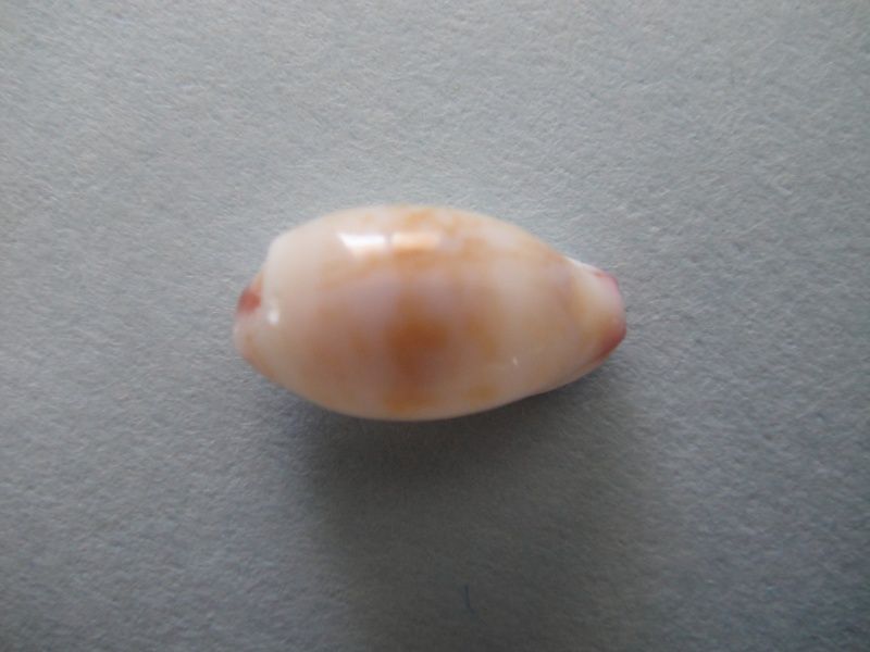 Purpuradusta fimbriata fimbriata - (Gmelin, 1791) 001_213