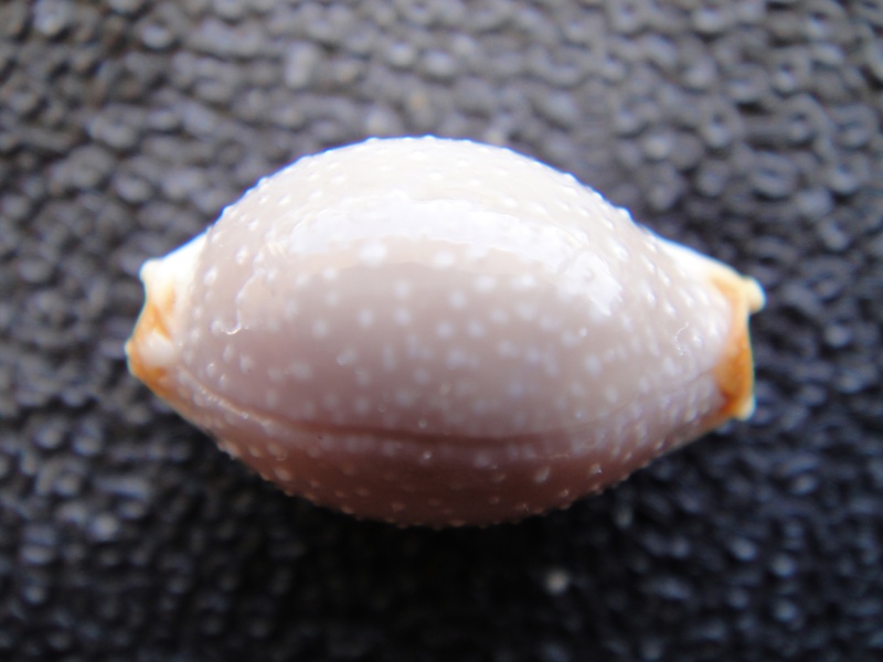 Staphylaea staphylaea consobrina - (Garrett, 1879) 00912
