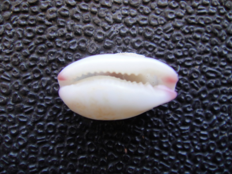 Purpuradusta fimbriata fimbriata (Gmelin, 1791) 01410
