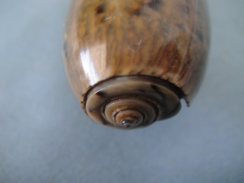 Viduoliva vidua f. fulminans (Lamarck, 1810) - Worms = Oliva vidua (Röding, 1798) 01411