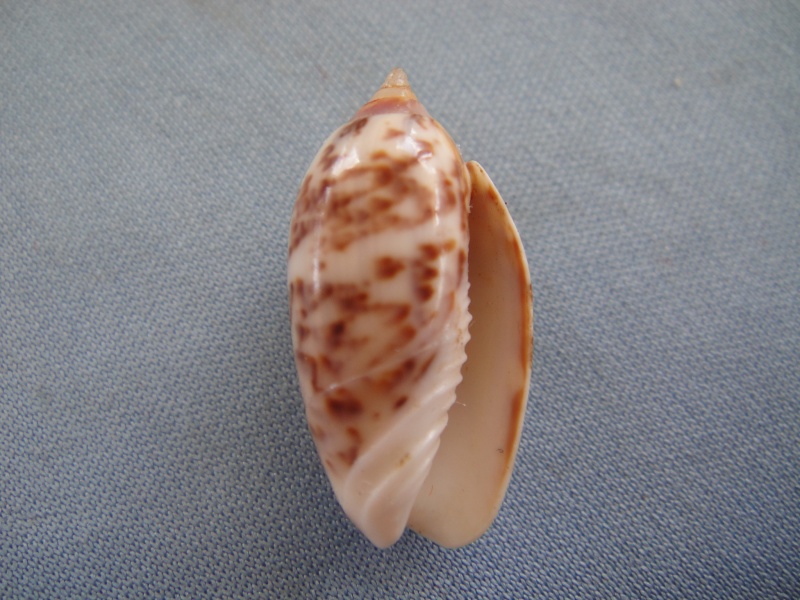 Americoliva julieta (Duclos, 1840) - Worms = Oliva julieta Duclos, 1840 04010