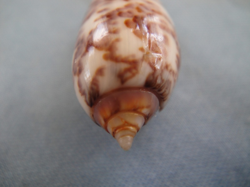 Americoliva julieta (Duclos, 1840) - Worms = Oliva julieta Duclos, 1840 04110