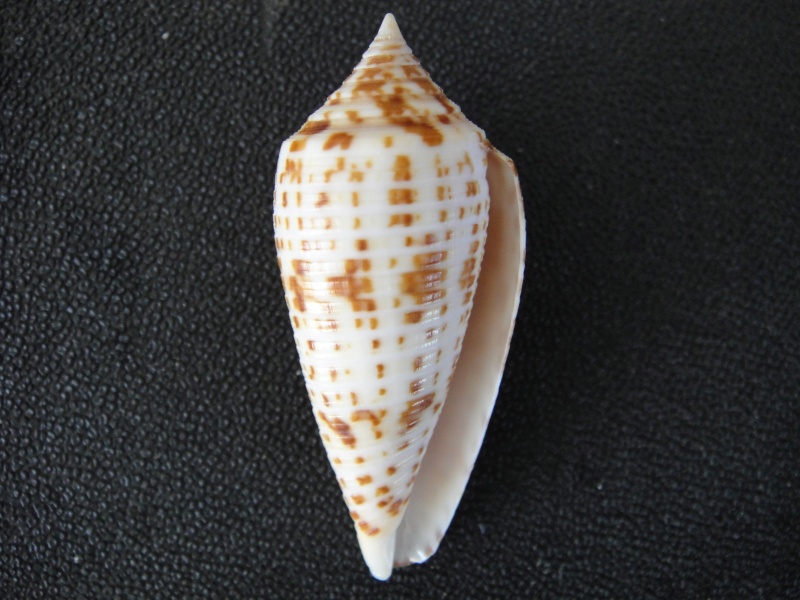 Conus (Phasmoconus) lynceus  GB. Sowerby II, 1858 Conus113