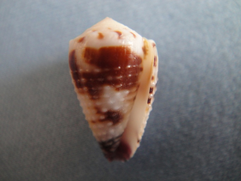 Conus (Harmoniconus) ceylanensis (Hwass in Bruguière, 1792) voir Conus (Harmoniconus) musicus Conus122