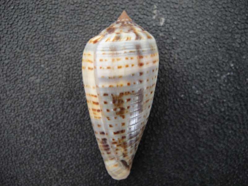 Conus (Phasmoconus) cinereus  Hwass in Bruguière, 1792 Conus127