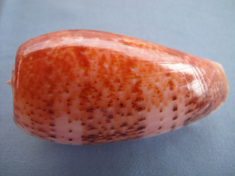Conus (Textilia) bullatus   Linnaeus, 1758 Conus131