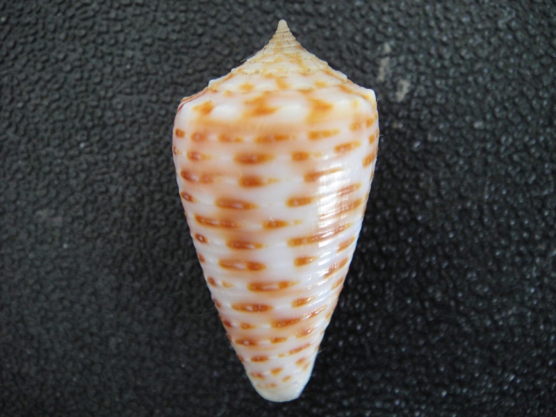Conus (Phasmoconus) cebuensis Wils, 1990 Conus145