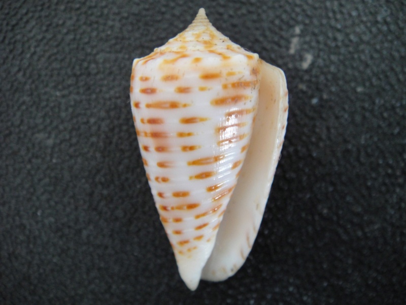 Conus (Phasmoconus) cebuensis Wils, 1990 Conus146