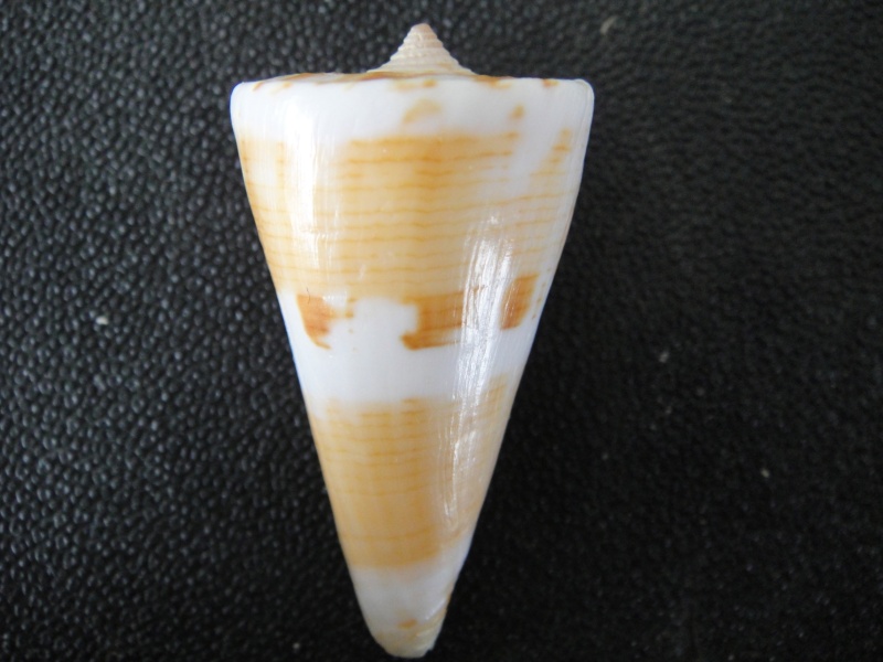 Conus (Splinoconus) voluminalis Reeve, 1843 Conus172