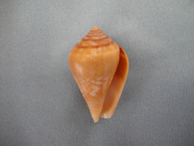 Conus (Lautoconus) belairensis   Pin & Leung Tack in Pin , 1989 Conus181