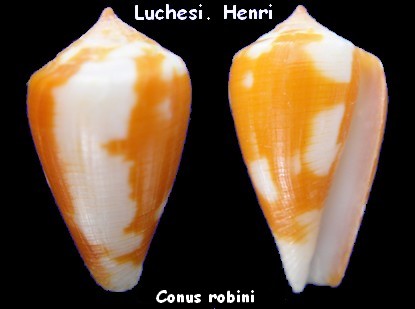 Conus (Pionoconus) robini  Limpalaer & Monnier 2012 - Page 2 Conus211