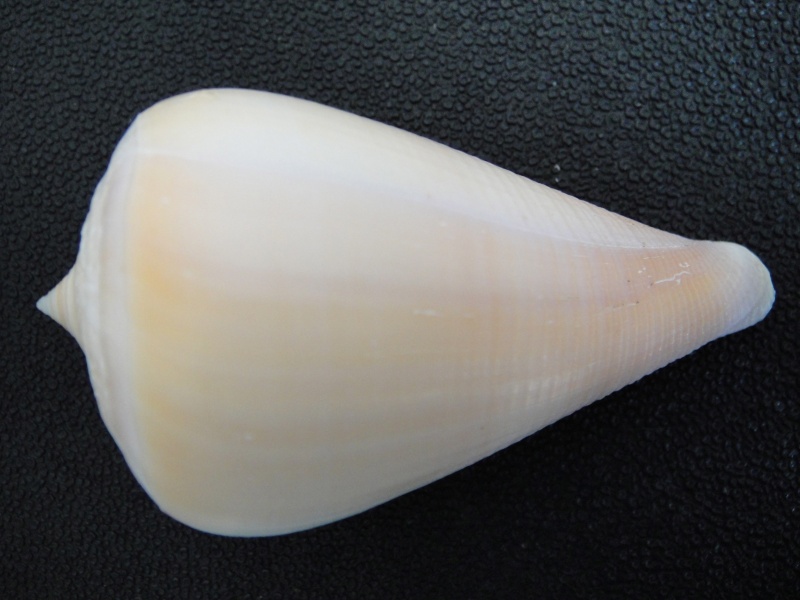 Conus deperditus - Pyruconus patricius (Hinds, 1843) Conus_10