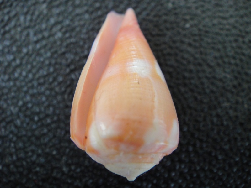 Conus (Rhizoconus) pertusus Hwass in Bruguière, 1792 Conus_13