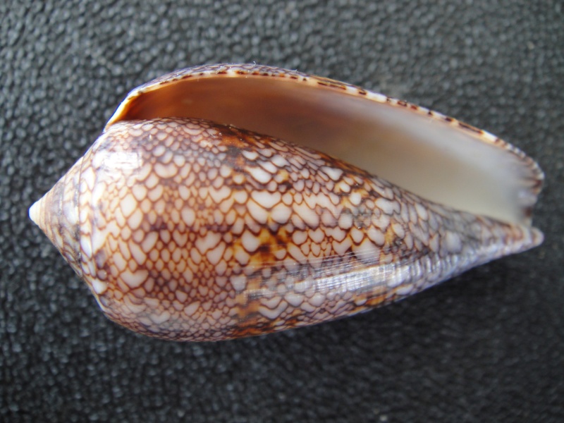 Conus (Cylinder) archiepiscopus Hwass in Bruguière, 1792 Conus_50