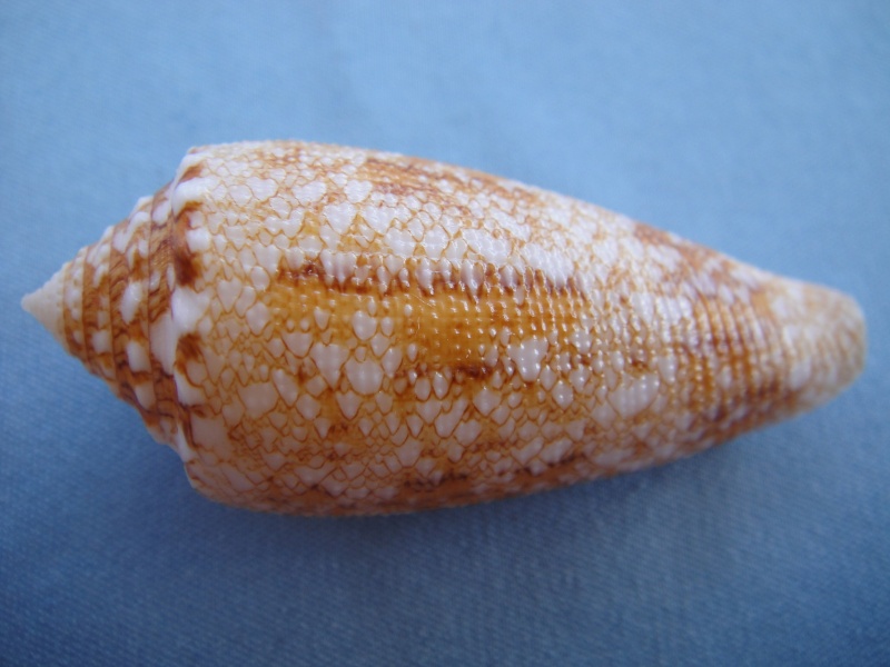 Conus (Cylinder) tagaroae - (Limpalaër & Monnier, 2013) Conus_63