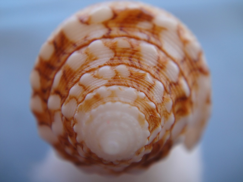 Conus (Cylinder) tagaroae - (Limpalaër & Monnier, 2013) Conus_65