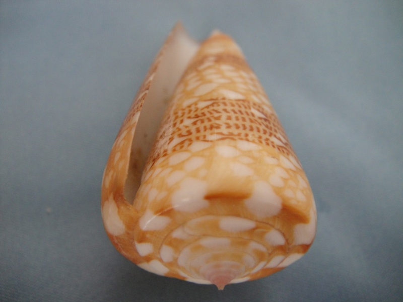 Conus (Eugeniconus) victor (Broderip, 1842)  -  Et ses formes Conus_85