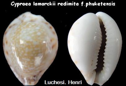 Naria lamarckii redimita f. phuketensis (Melvill, 1888) Cyprae95