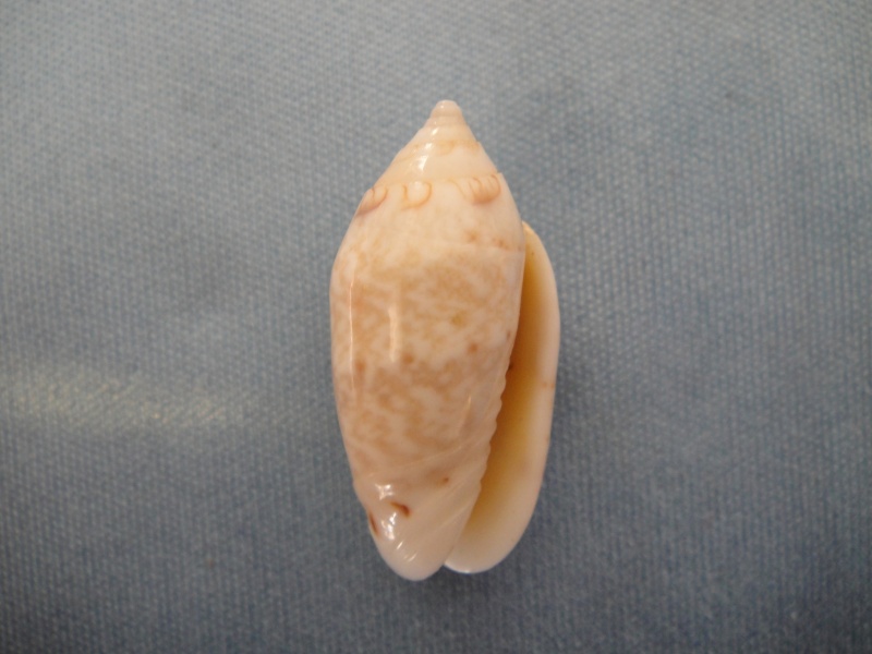 Omogymna nitidula nitidula (Duclos, 1835) - Worms = Oliva ozodona nitidula Duclos, 1835 Oliva_19