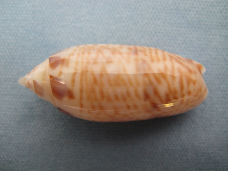 Acutoliva panniculata panniculata (Duclos, 1835) - Worms = Oliva (Acutoliva) panniculata Duclos, 1835 Oliva_22