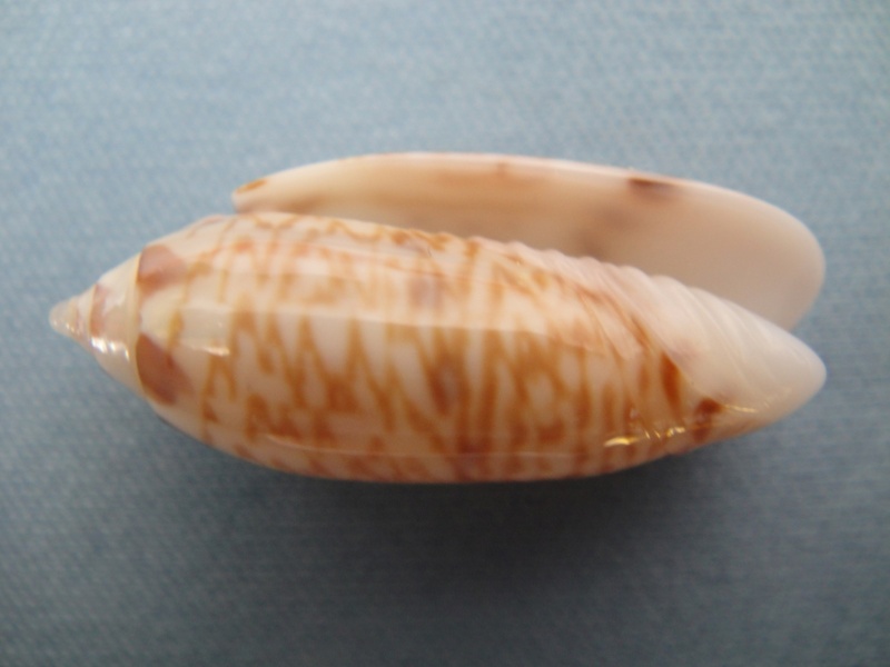 Acutoliva panniculata panniculata (Duclos, 1835) - Worms = Oliva (Acutoliva) panniculata Duclos, 1835 Oliva_23