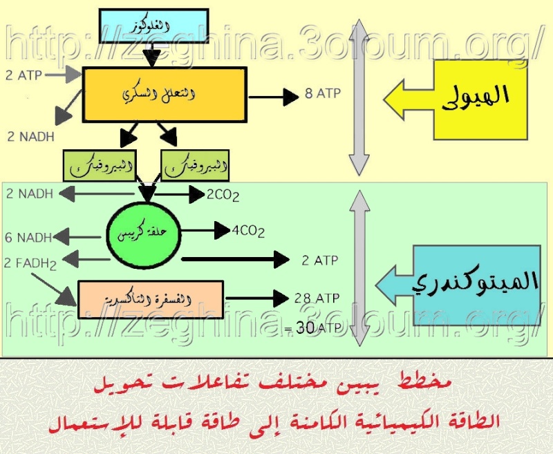 مخطط يبين مختلف تفاعلات تحويل الطاقة الكيميائية الكامنة إلى طاقة كيميائية قابلة للإستعمال Si10