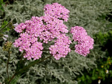 Une Achillea, mais laquelle? Achillea millefolium P7080010