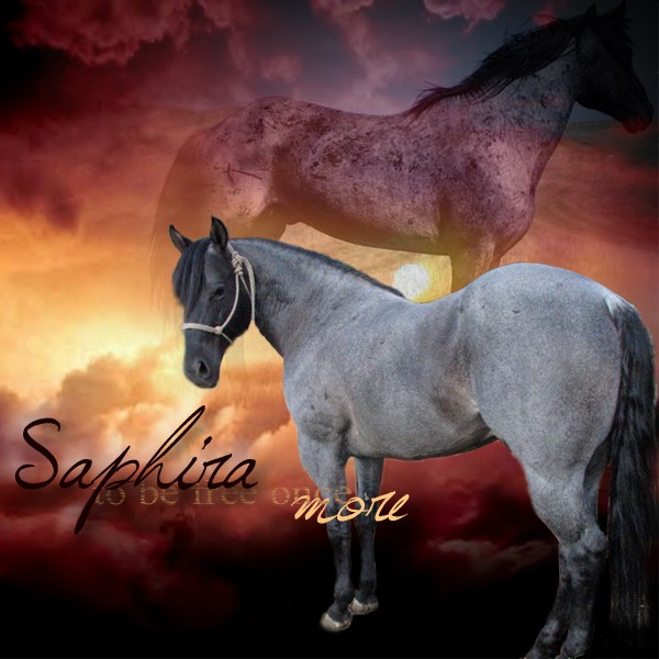 Saphira~the longing Saphir11