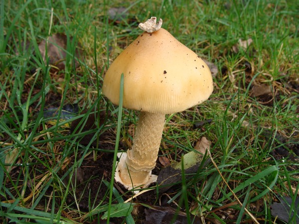 Amanita crocea Amanit10