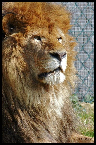 Zoo de Saint Martin la Plaine Lion_f10