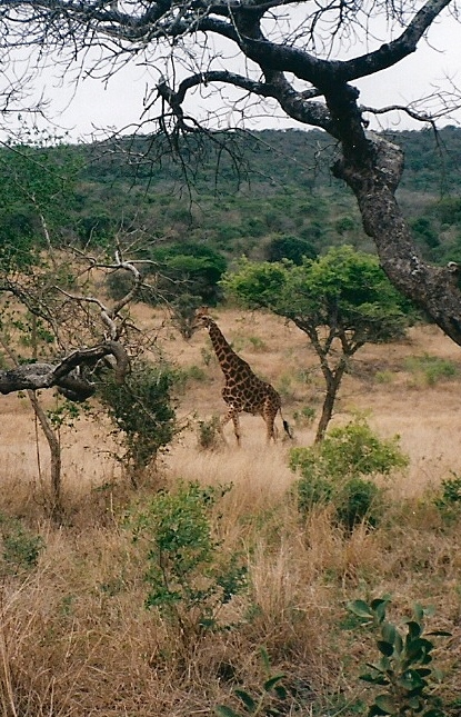 escapade souvenir en Afrique du sud Afriqu10