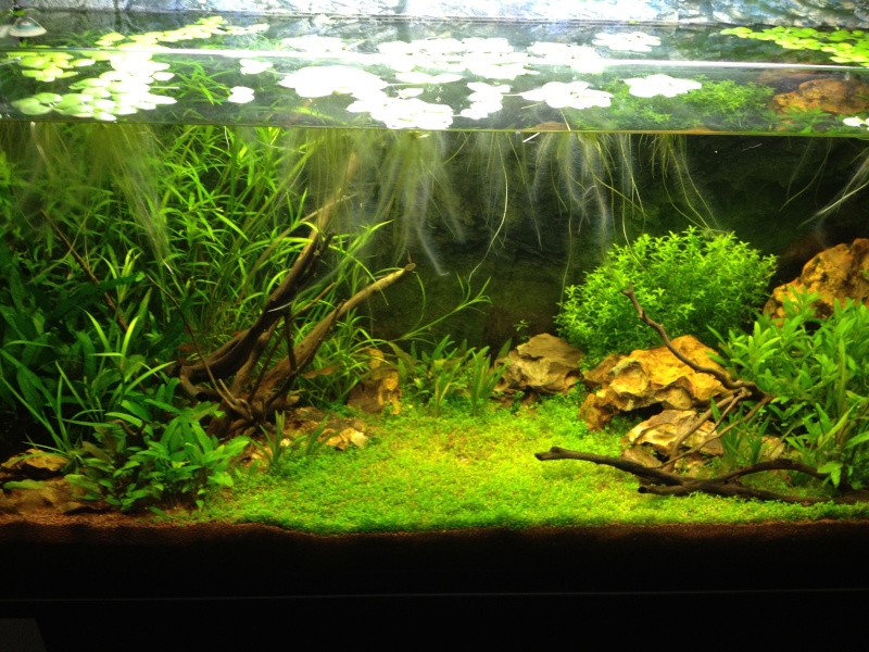 86l type aquascape by L.P - Page 25 Img_0115