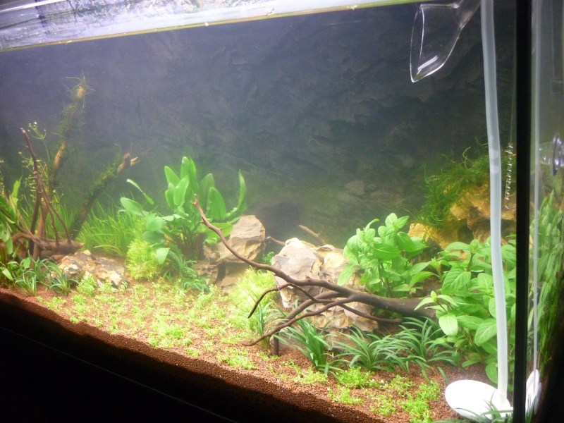 86l type aquascape by L.P - Page 2 P1000521