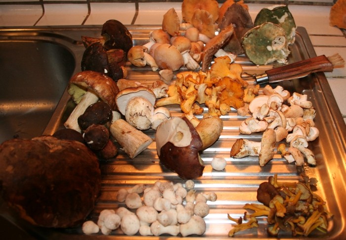 Ma cueillette de champignons Champi10