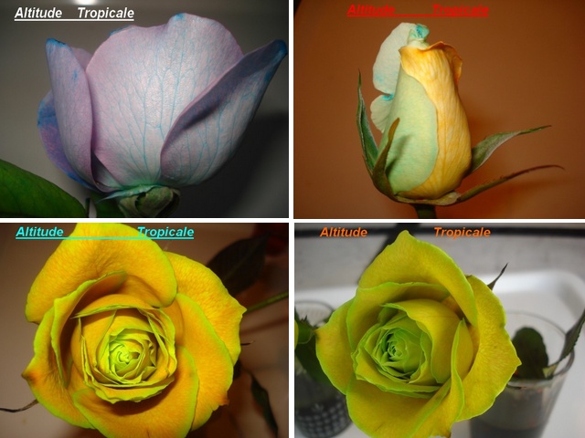 Changer la couleur d une fleur - Page 2 _4_ros10